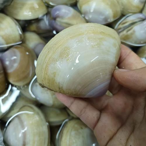 海鲜天鹅贝有何营养价值？-图2