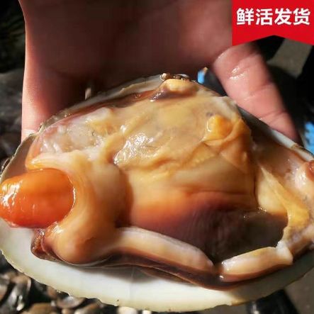 海鲜天鹅贝有何营养价值？-图1