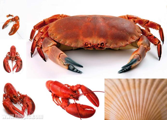 海鲜蟹虾图片大全图解，有哪些种类及做法？-图3