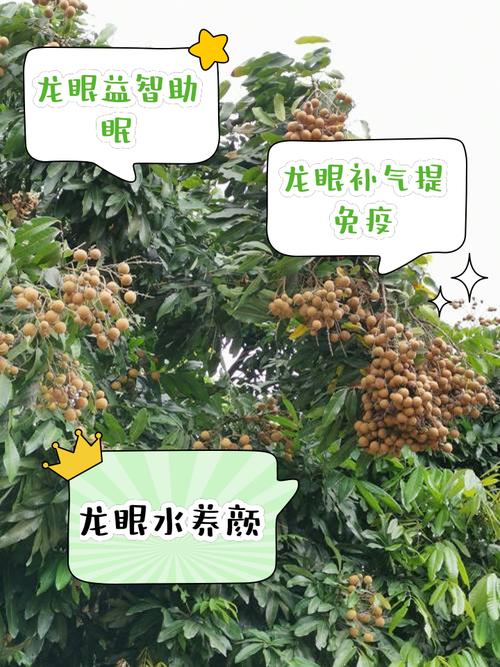 龙眼宝宝吃了真不上火吗?-图2 龙眼宝宝吃了真不上火吗?-图2