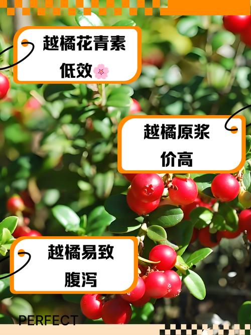 宝宝能吃越桔果酱吗？-图2