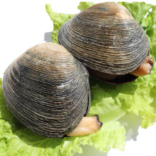 天鹅蛋海鲜生吃安全吗？-图3