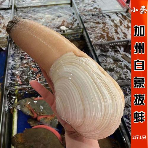 象牙蚌怎么吃最鲜美？-图3