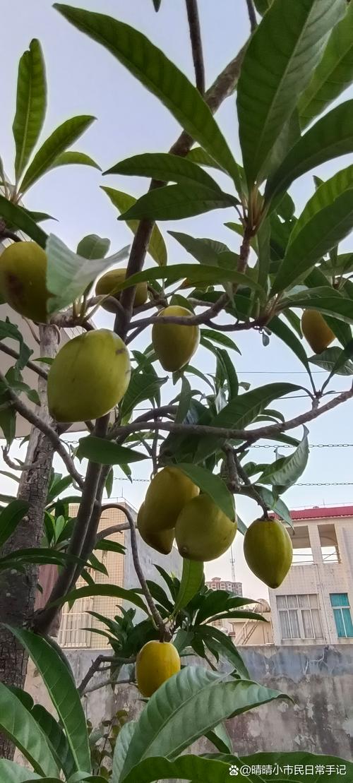 孕妇能吃溏心蛋吗？宝宝树专家解答来了。-图3