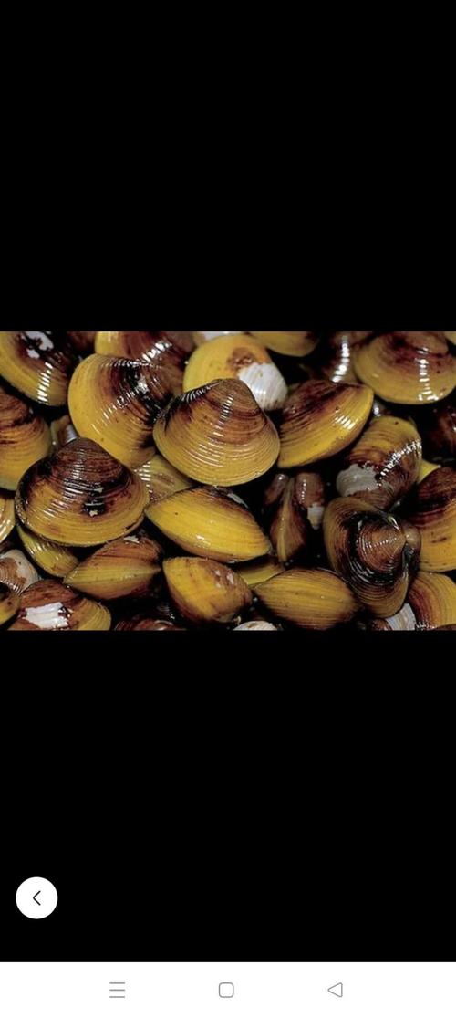 黄色壳的海鲜究竟是什么?-图3 黄色壳的海鲜究竟是什么?-图3