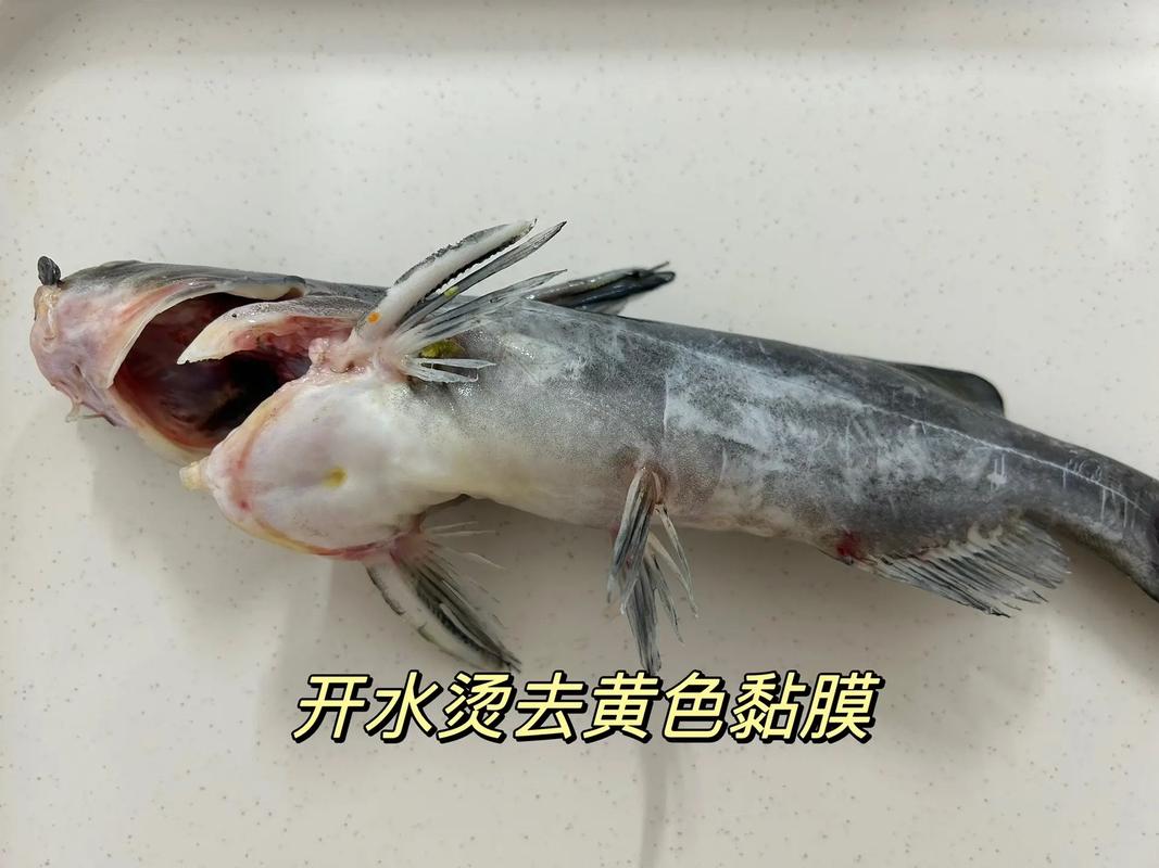 宝宝吃鱼怎么安全去骨头？-图3