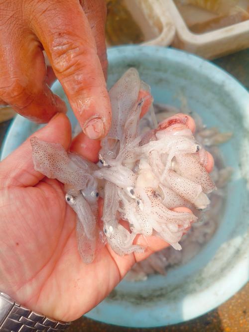 海鲜菇为何有鱼腥味？-图3