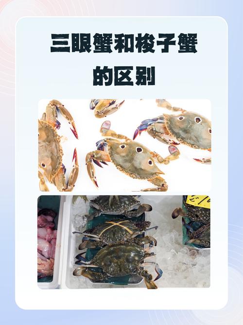 海鲜搭配什么吃不长胖？-图3