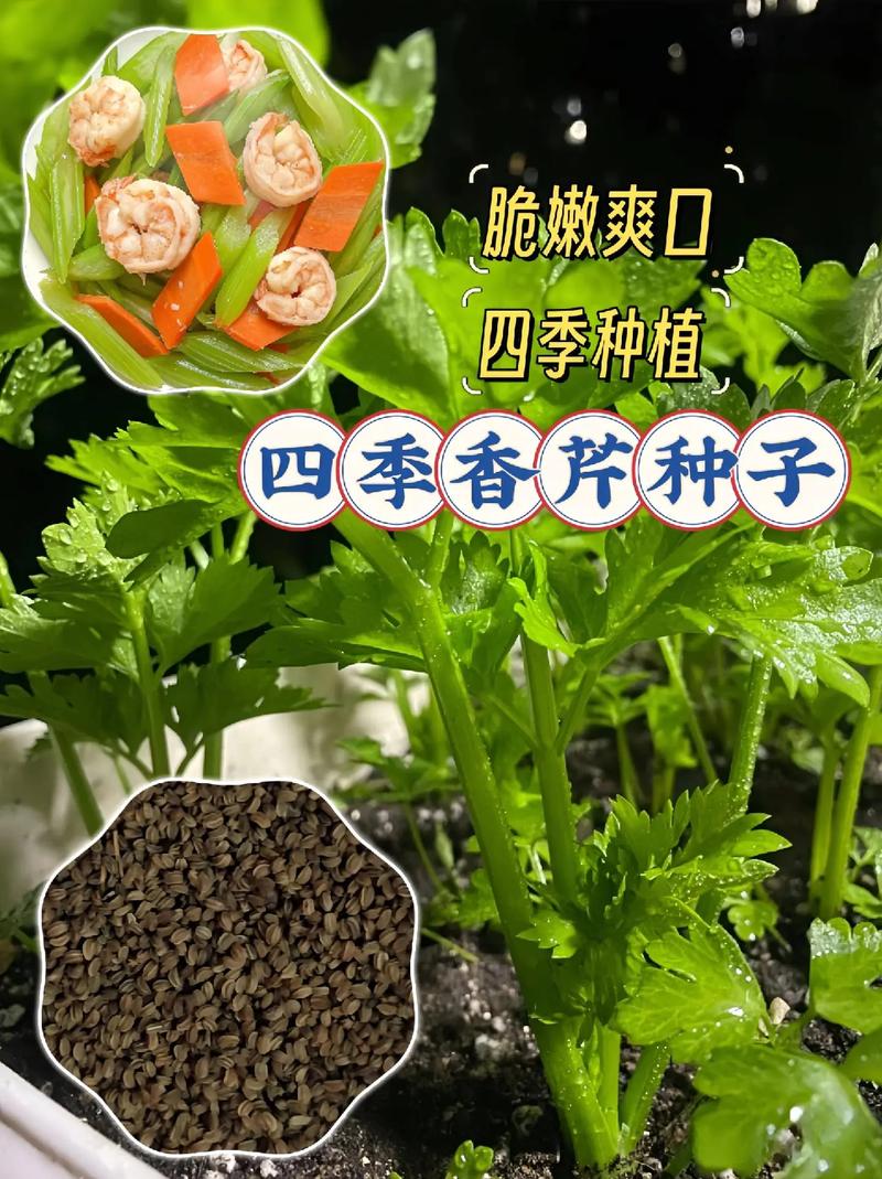 十个月宝宝能吃香芹吗？-图2