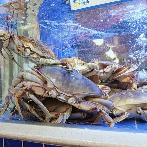 哪些海鲜藏身沙底？-图1