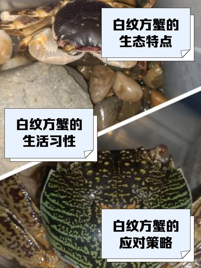 海鲜里的白色方块肉究竟是什么？-图1