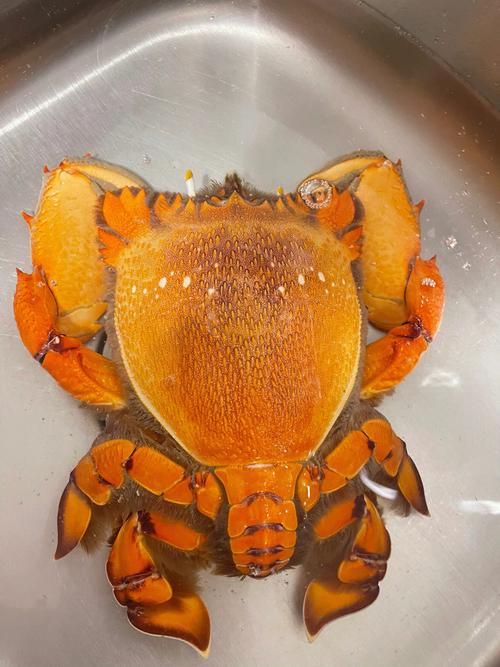 龙蟹怎么做好吃？图解做法有哪些？-图2