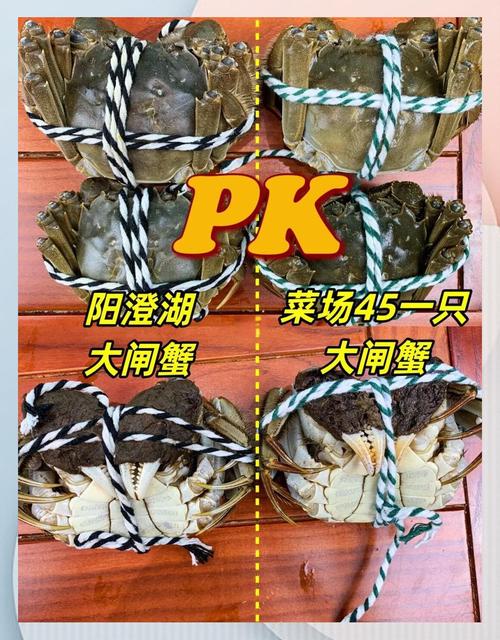 阳澄湖大闸蟹属于海鲜吗？-图1
