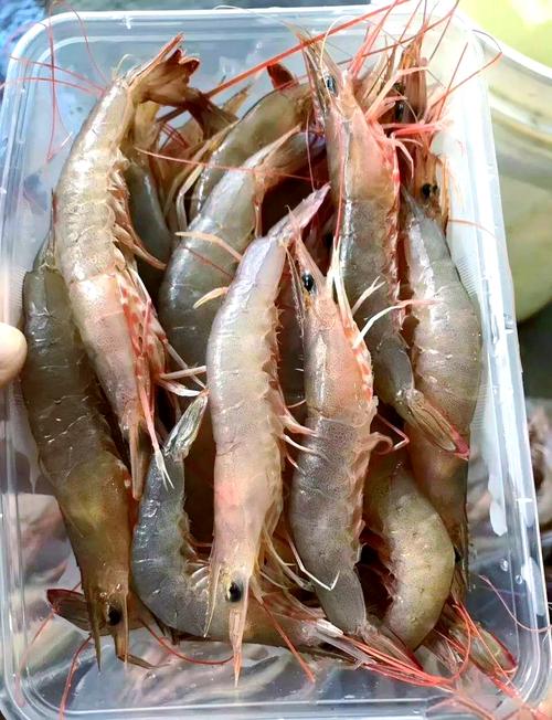 南沙春天海鲜肥，尝鲜有哪些？-图1