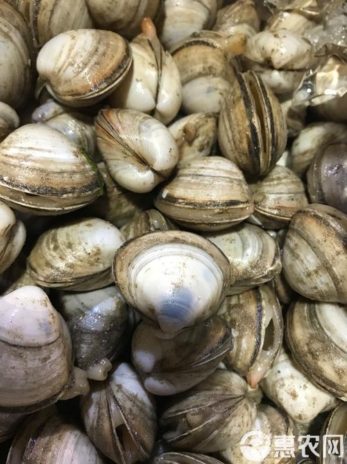 白色薄片的海鲜究竟是什么？-图3