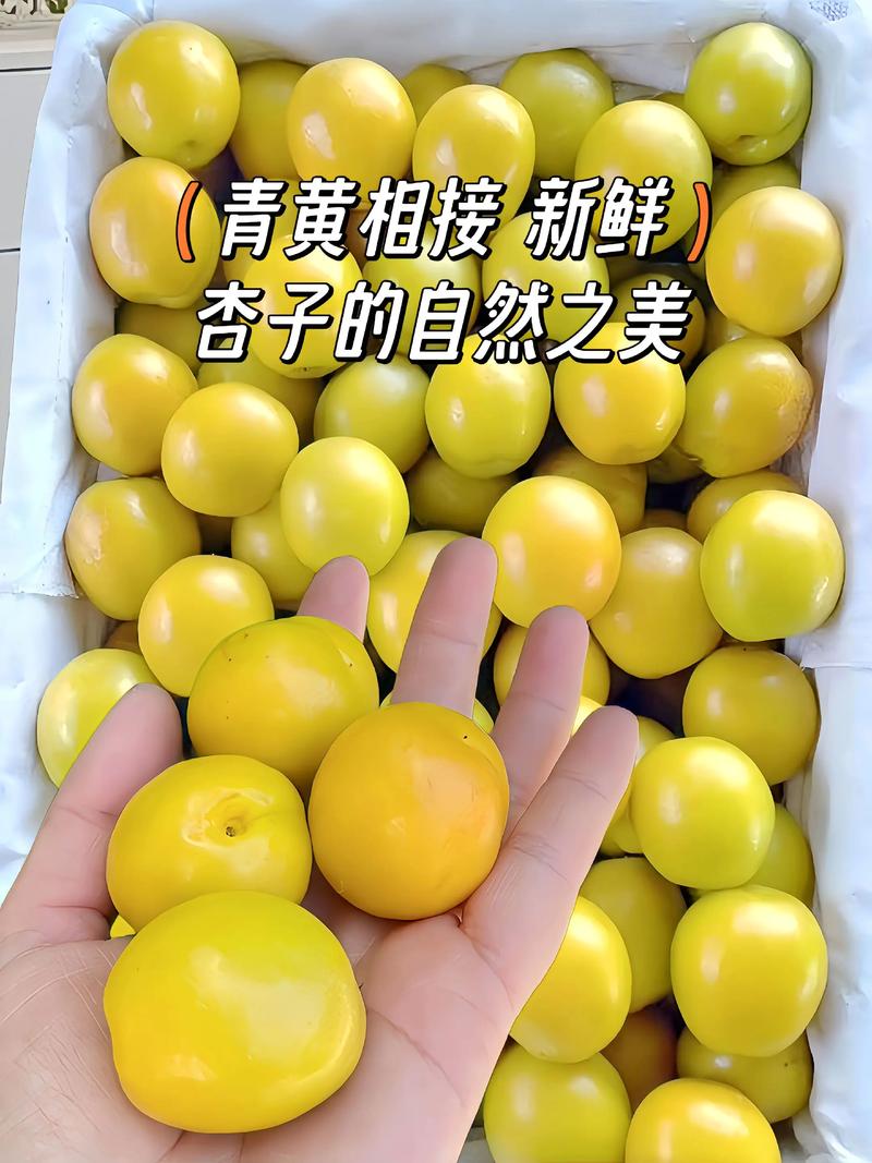 海鲜杏子同食会中毒吗？-图2