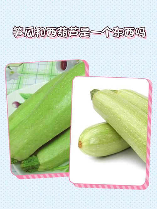 十个月宝宝能吃西葫芦吗？-图2