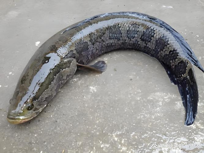 黑鱼算海鲜吗？过敏人群能吃吗？-图1