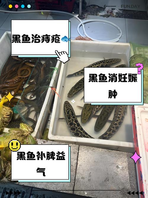 黑鱼算海鲜吗？过敏人群能吃吗？-图2