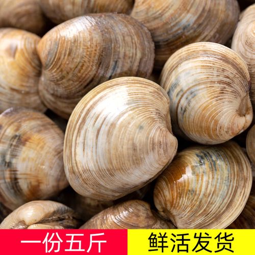 文蛤属于海鲜还是河鲜？-图2