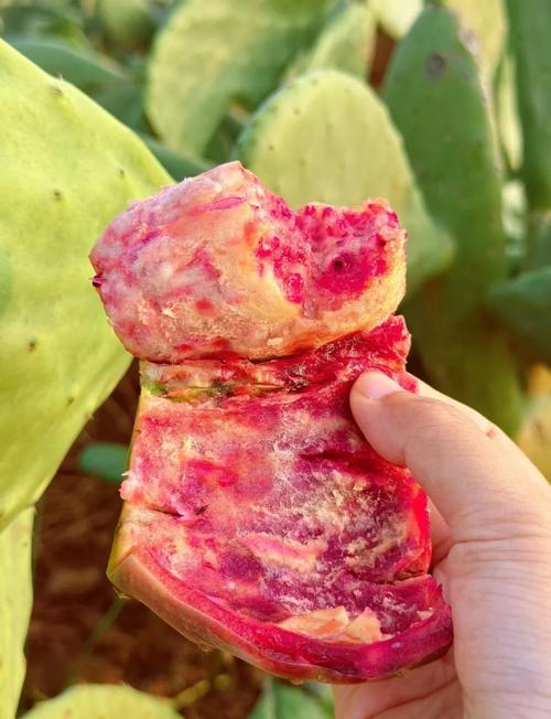 仙人掌果宝宝可以吃吗-图1