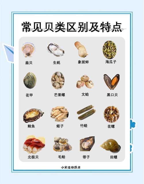 常见贝类海鲜有哪些？-图1