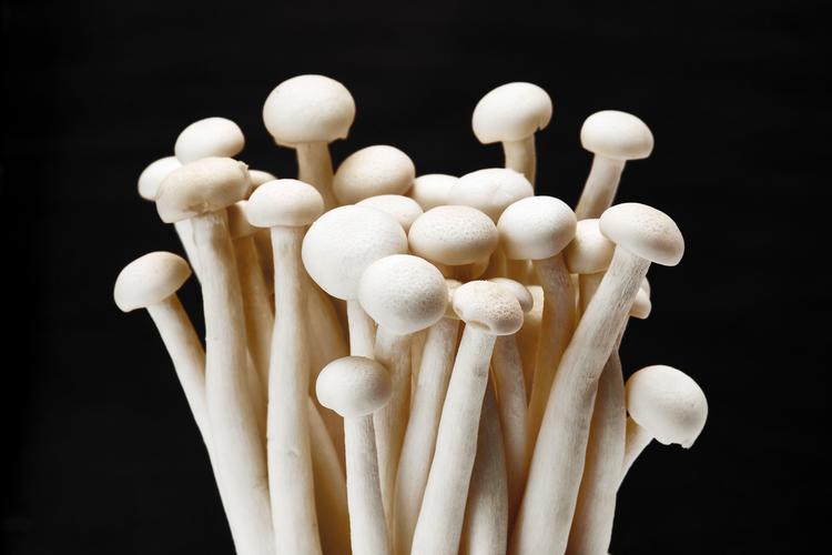 海鲜蘑菇图片大全有哪些种类？-图2