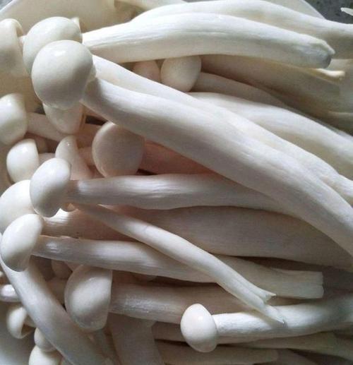 海鲜蘑菇图片大全有哪些种类？-图3