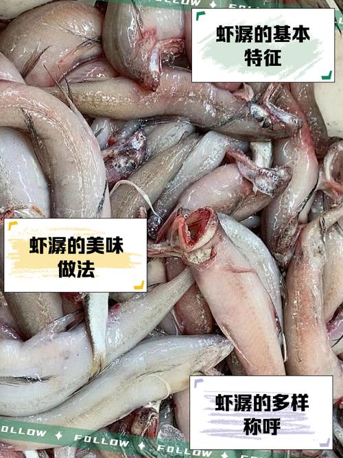 水潺到底算河鲜还是海鲜?-图1 水潺到底算河鲜还是海鲜?-图1