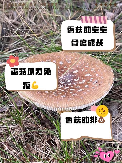 八个月宝宝香菇怎么吃才合适？-图2