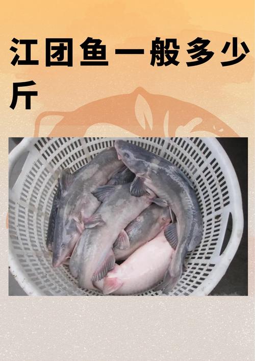 江团鱼算海鲜吗？-图1