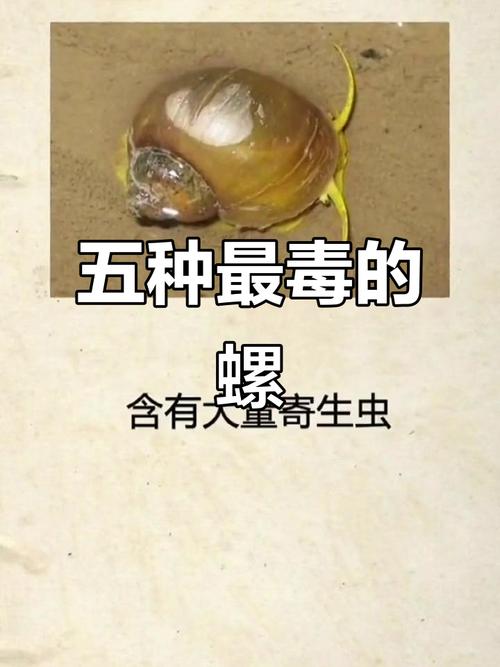 哪些海鲜螺类有毒？附图片识别-图1