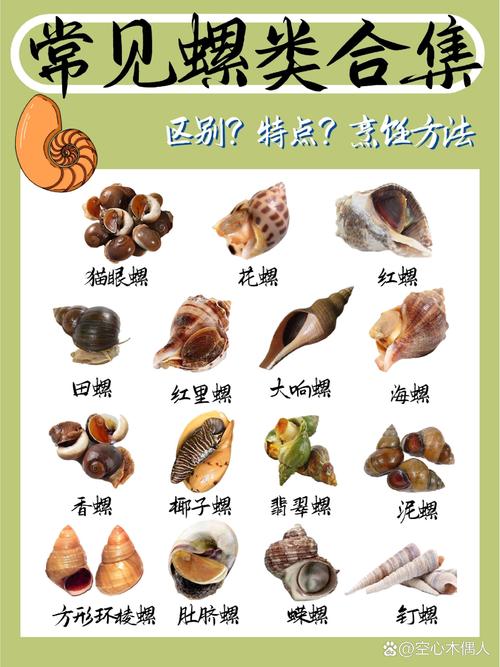哪些海鲜螺类有毒？附图片识别-图2
