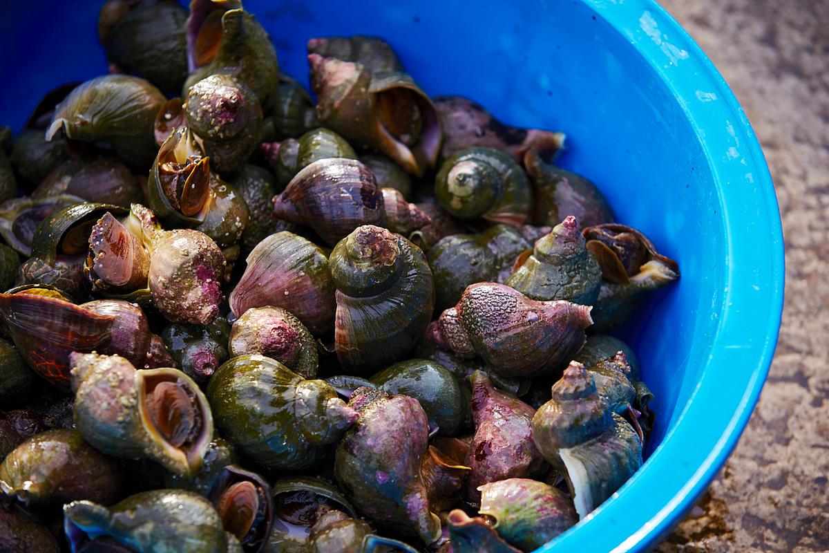 哪些海鲜螺类有毒？附图片识别-图3