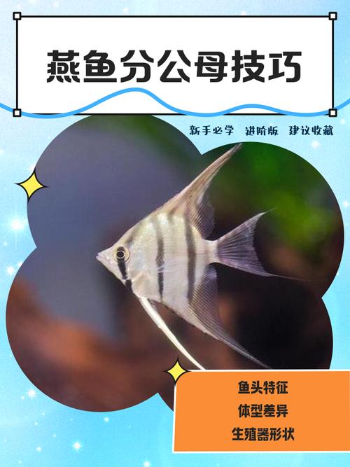 燕鱼家常做法大全家常-图2