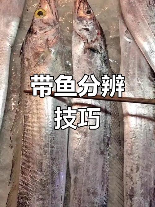 带鱼属于河鲜还是海鲜？-图1
