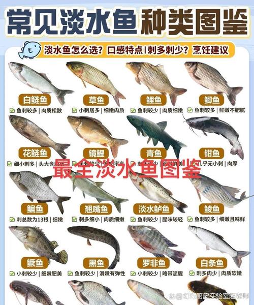 鲢鱼家常做法有哪些？-图2