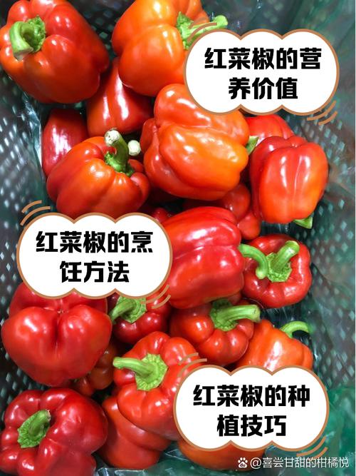 菜红椒怎么做宝宝辅食？-图1