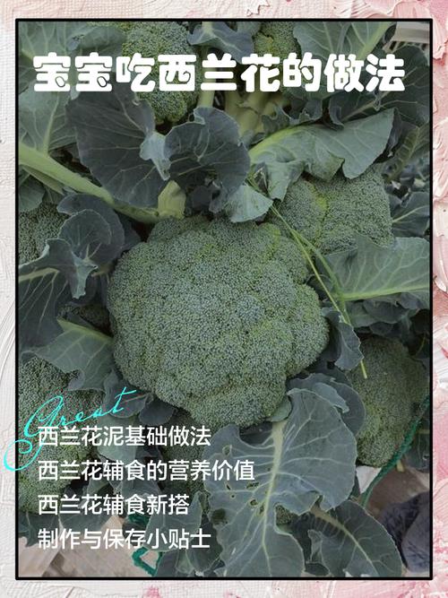 西兰花怎么做，才能让小宝宝爱吃又好消化？-图3