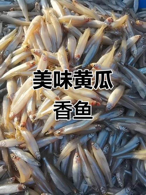 黄瓜鱼家常做法有哪些?-图2 黄瓜鱼家常做法有哪些?-图2