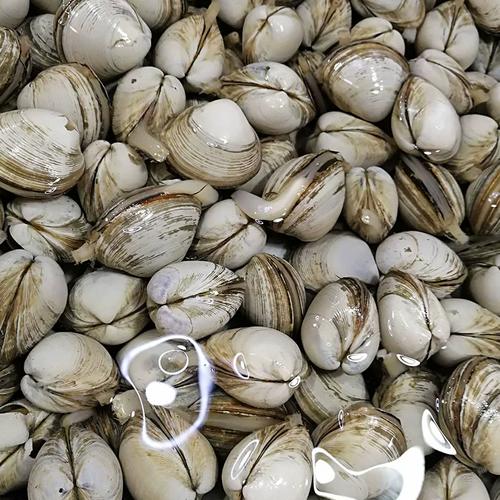 白色贝壳海鲜有哪些种类?-图2 白色贝壳海鲜有哪些种类?-图2