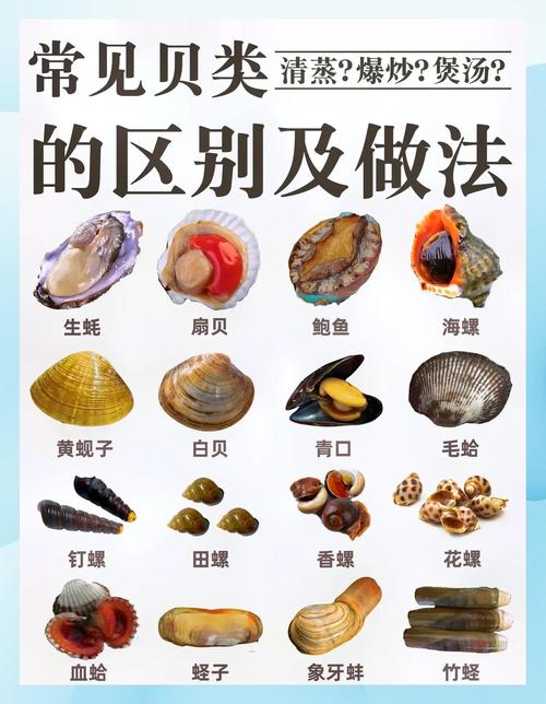 美贝海鲜做法有哪些?-图2 美贝海鲜做法有哪些?-图2