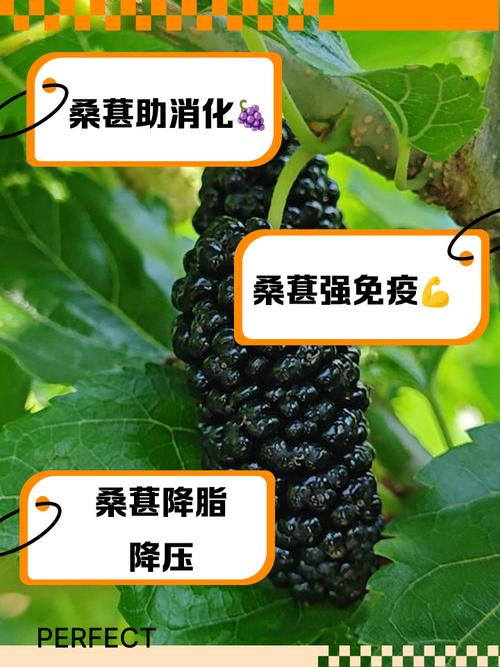 5个月宝宝能吃桑葚吗-图3