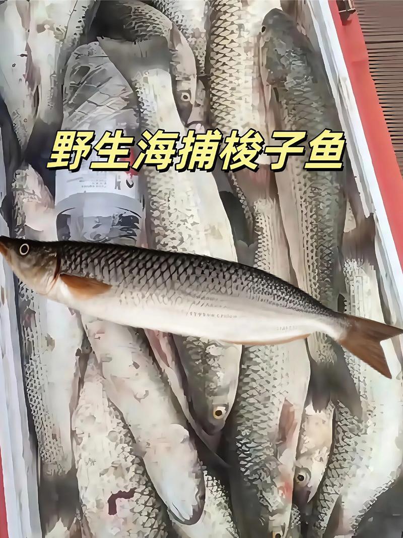 梭子鱼的做法大全家常-图2