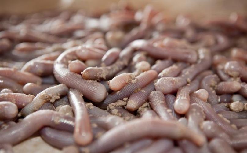 哪种海鲜壮阳效果最好?-图3 哪种海鲜壮阳效果最好?-图3