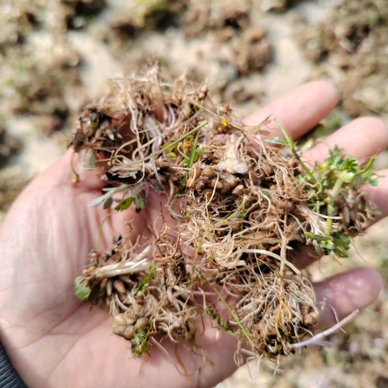 猫爪草怎么做？家常做法有哪些？-图2