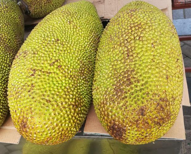 海鲜果怎么种？培育方法有哪些？-图2