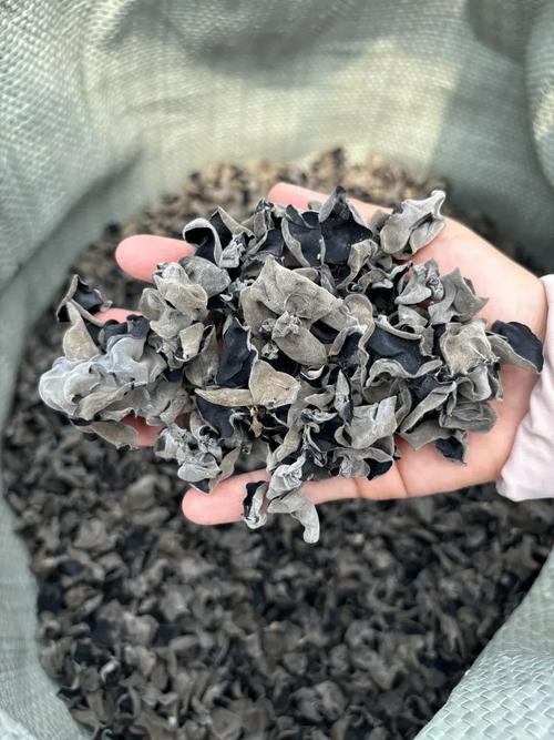 10个月宝宝辅食木耳-图1 10个月宝宝辅食木耳-图1