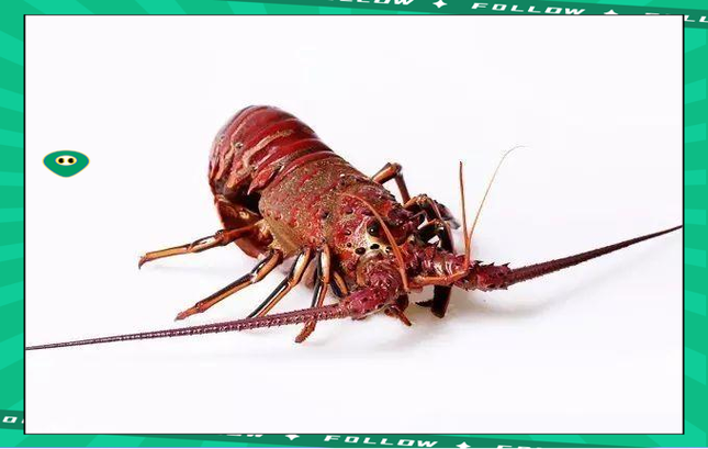 墨西哥 什么海鲜有名-图1