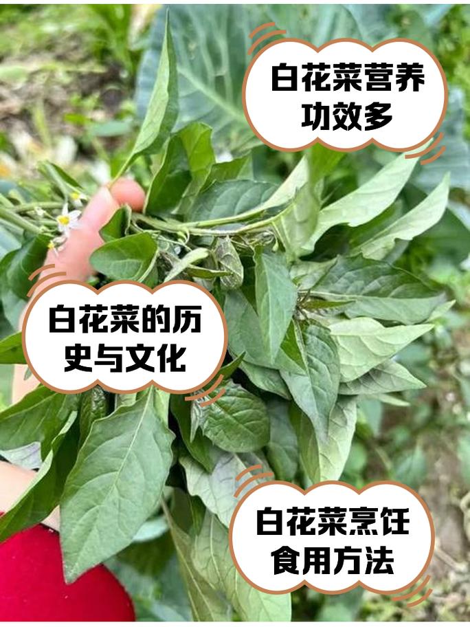白花菜怎么做才好吃？-图3